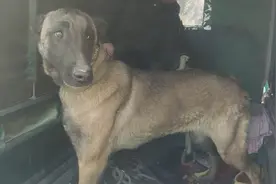 山东：险被送狗肉车的马犬，被解救后，每天寸步不离地跟着新主人图片