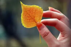 《行香子 • 一叶知秋》图片