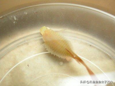 孔雀鱼肚子大鱼鳞立起来