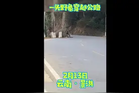 牛年吉“象”！直击野象过路现场图片