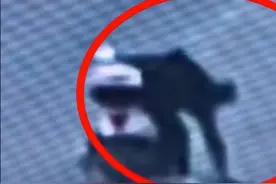 江苏男子十几分钟毒倒两条狗，毒狗药有多危险？吃了容易中毒图片