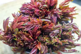 小小的香椿叶，凉拌后散发出的浓郁香味，唤醒几多童年回忆图片