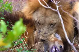 小鬣狗被狮子撕咬致死，这位鬣狗母亲竟把它吃了图片