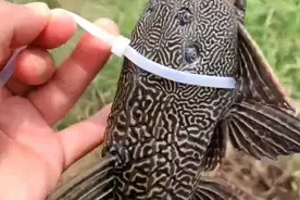 用胶水粘、扎带绑！钓鱼人对付清道夫的大招出炉，网友直呼过瘾图片