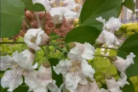 楸木已经达到3800元一方，过去不起眼的楸木，为啥这么贵？图片