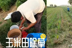 能灭掉所有杂草的自配除草剂，封地面，除草又干净，自己就能配？图片