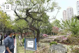 福州琴亭湖公园树干上爬满蜜蜂，专家：领蜂暂时落脚图片