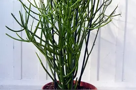 不长叶片的光棍树，一个树杈可以繁殖一盆，方法有多种图片