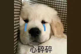 表情包：超萌表情包又来啦 ​​​​图片