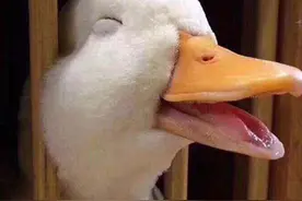 以情治病，不劳针石图片
