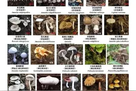 各地区常见的野蘑菇合集图图片