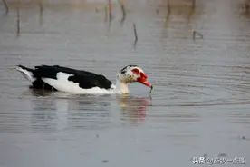 影响肉鸭种蛋孵化率有哪些？图片