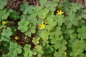 草地一“野草”，叶子酸溜溜，牛羊都不吃，竟是珍贵中草药图片