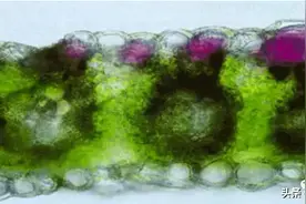 从这六点分析玉米苗后紫色的原因图片