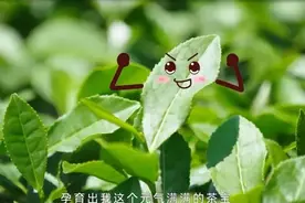 一个可爱茶宝的自白图片