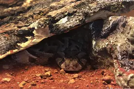 毒蛇家族的典型代表，喜欢在春天举办“绅士舞会”——蝰蛇家族图片