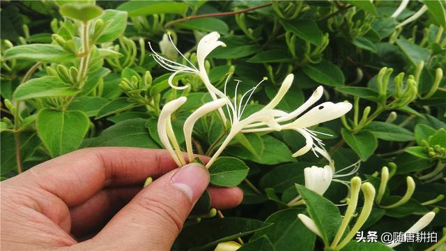 自己摘的金银花怎样处理（金银花三伏天花朵萎蔫摘收五准助丰收）