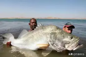 维多利亚湖的悲催，为解决经济引入鲈鱼，没想到它生长到200斤图片