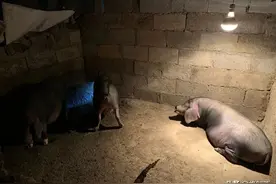 如何让猪在固定的地方排泄？养猪师傅透露秘密，原来猪也挺聪明的图片