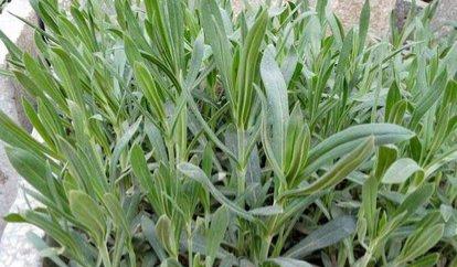 麦瓶草是一种什么样的植物