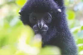 什么叫“海南特有种”？看完刷新你的认知图片