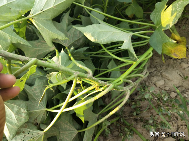 红薯膨大期施什么肥产量高？如何掌握施肥的技巧？