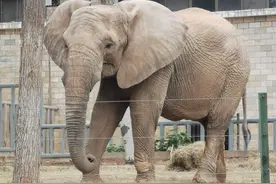 5月1日 游石家庄动物园经验分享图片
