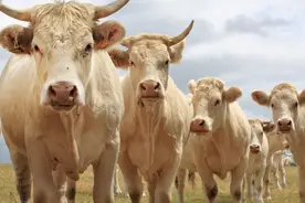 巴西发现疯牛病，暂停向中国出口牛肉！年缺口占30%，牛价大涨？图片