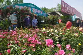 鄢陵县柏梁镇历史变迁（下）依托花木种植，乡镇经济持续发展图片
