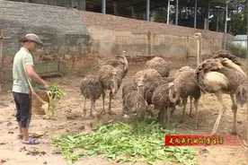 弥勒小伙养这种鸟，一枚蛋卖200多元图片
