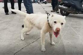 陕西：主人不识货？大哥300捡漏买到下司犬，大爷道出买卖的道理图片