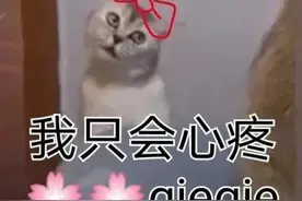 沙雕表情包：我只会心疼geigei图片