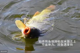 你会抄鱼吗？3种高效的回鱼方式，可有效提升渔获图片