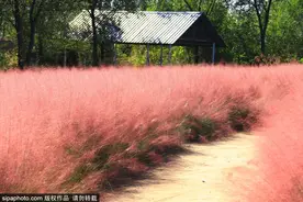 超梦幻！北京这几个公园藏着粉黛乱子草花海，大多免费！图片