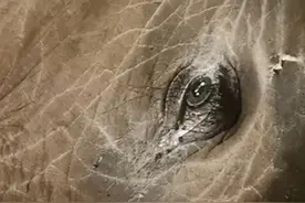 大象“非非”弥留之际，眼含热泪张望这个世界，青梅竹马的“豫豫”深情遥望图片