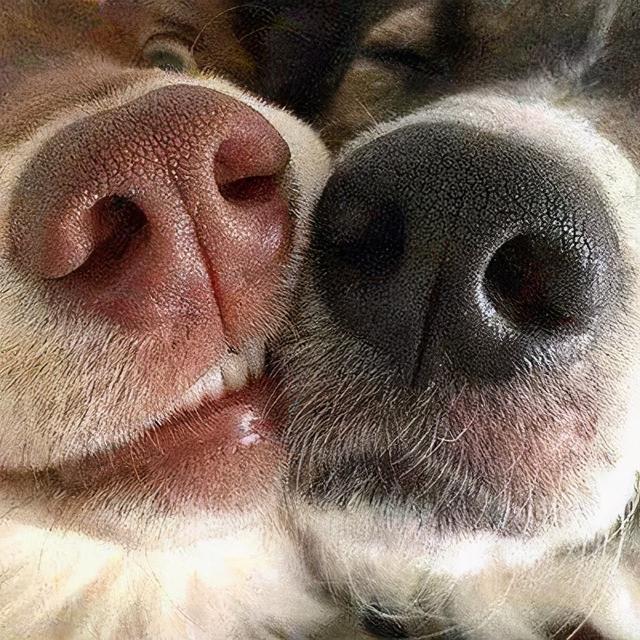 翻看旧照片发现，狗子居然养着养着变色了