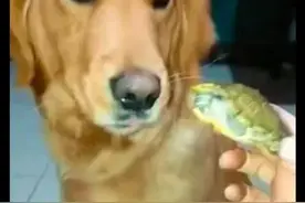 主人刚买的乌龟被金毛含在嘴里图片