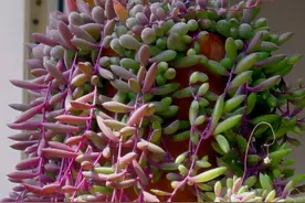 7种多肉适合“吊着养”，枝条“流出”花盆，养出状态最美图片