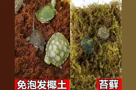 冬天乌龟如何过冬？手把手教你安全过冬的方法图片