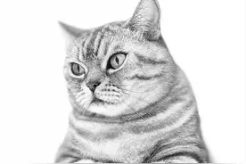 宠物高质感大片，iPhone人像模式一步做到图片