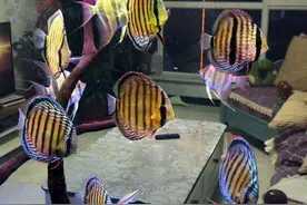 价格昂贵的观赏鱼我们玩不起，下列这些鱼，看似便宜其实也很贵图片