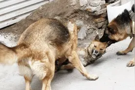 农村说“狗不咬没见过面的自家人”是真的吗？它是怎么分辨的视频封面