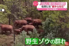 云南大象往北继续浪！国外网友都说了些啥？图片