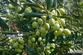 海南热带水果全介绍（第3篇）图片