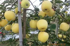 苹果界的“玛莎拉蒂”——带你揭开维纳斯黄金苹果的庐山真面目图片