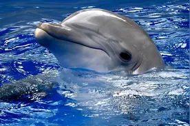 海豚的智商有多高？科学家指出，已进化出人类的特征图片