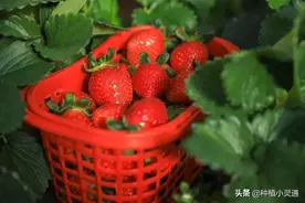 农业种植栽培高效益水果草莓，如果出现红中柱根腐病，应该这样做图片