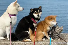 日本一猫咪认为自己是条狗，从小有柴犬三姐弟陪伴，干啥都在一起图片