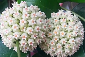 春天养球兰，做好3要点，花球一串串，一开大半年，花比蜜汁甜图片