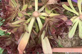 黑法师怎么繁殖？冠幅上砍一刀，丢在花盆里，一周长出大白根图片